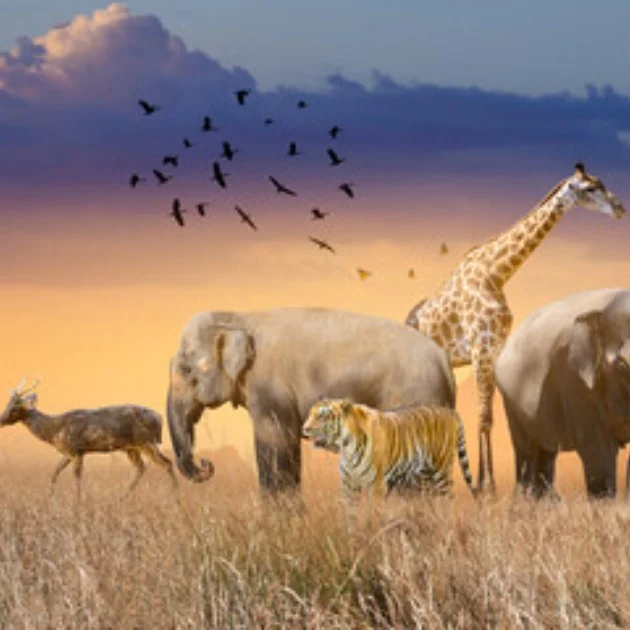 Ecology And Biodiversity